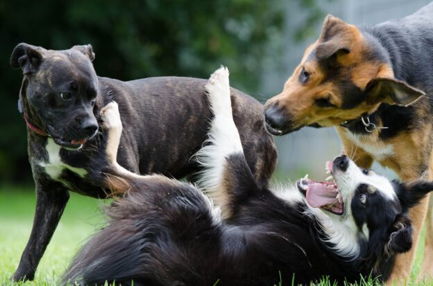 most playful dogs